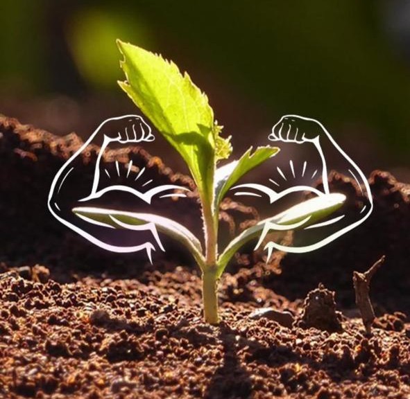 O Segredo do PureSolo