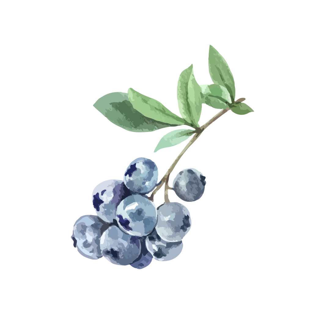 Ilustração Blueberry