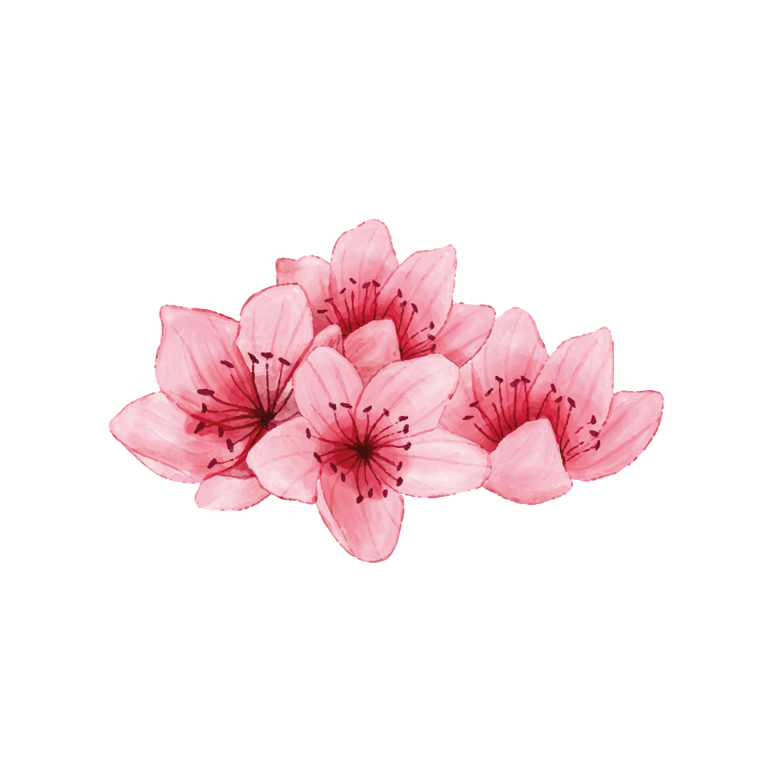 Ilustração Flor de Cerejeira