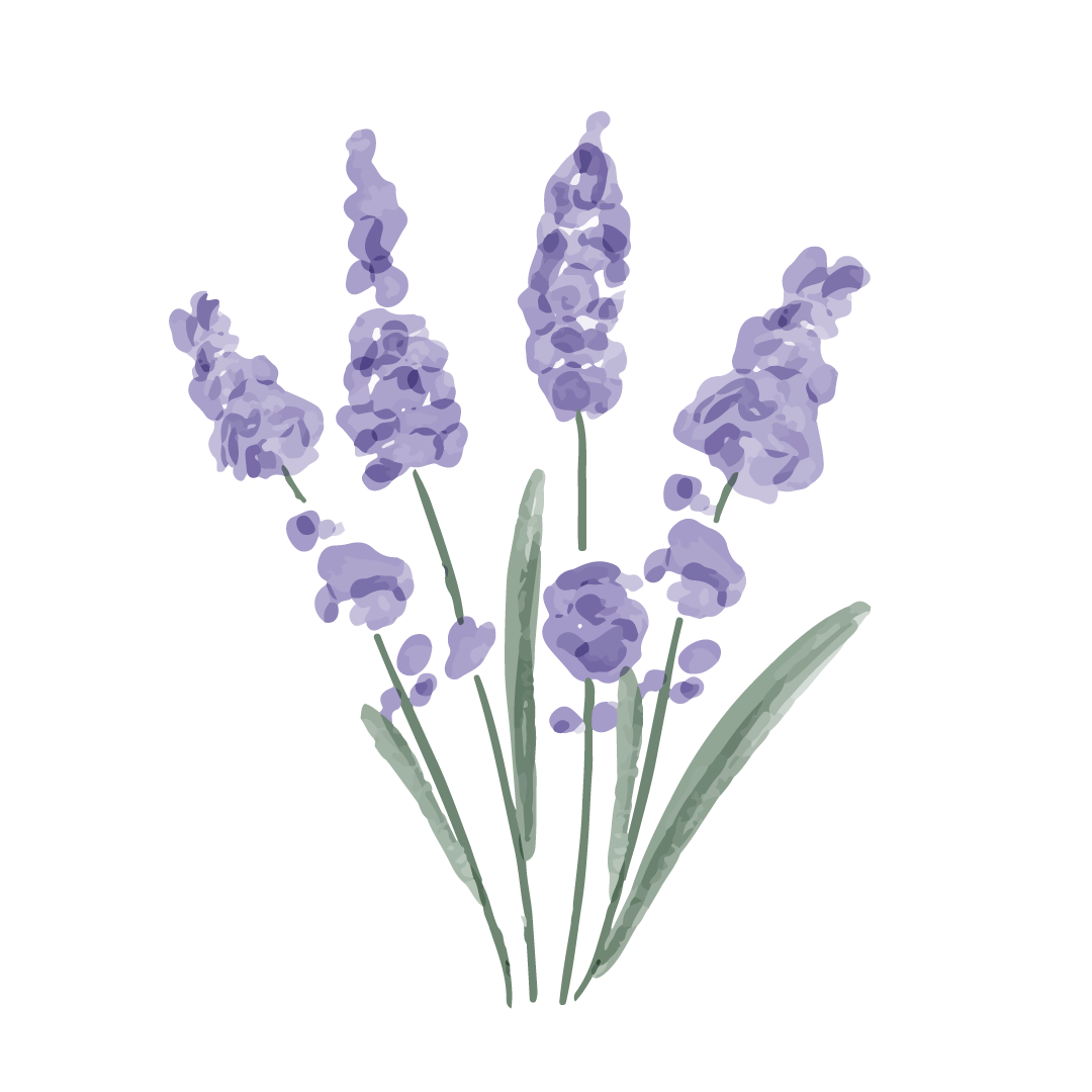 Ilustração Lavanda