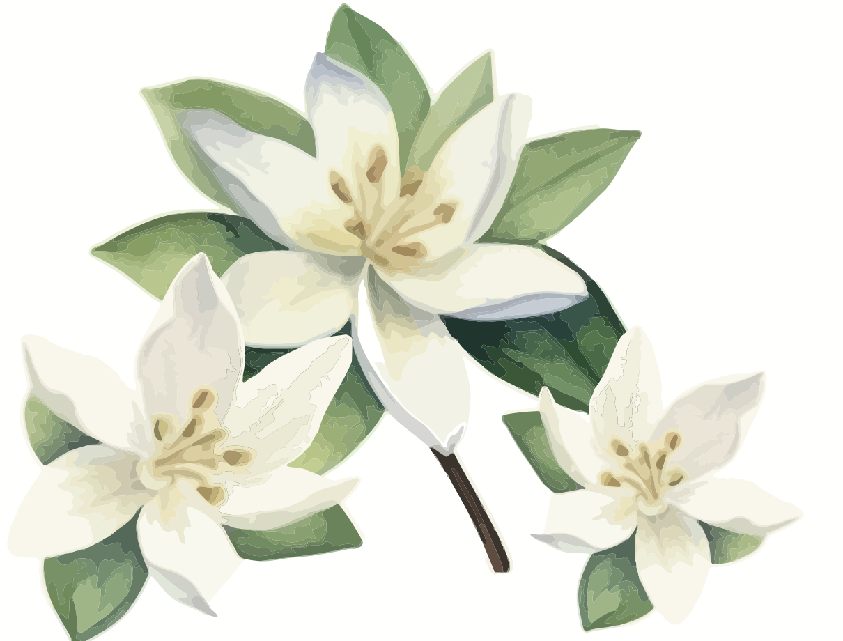 Ilustração Vanilla