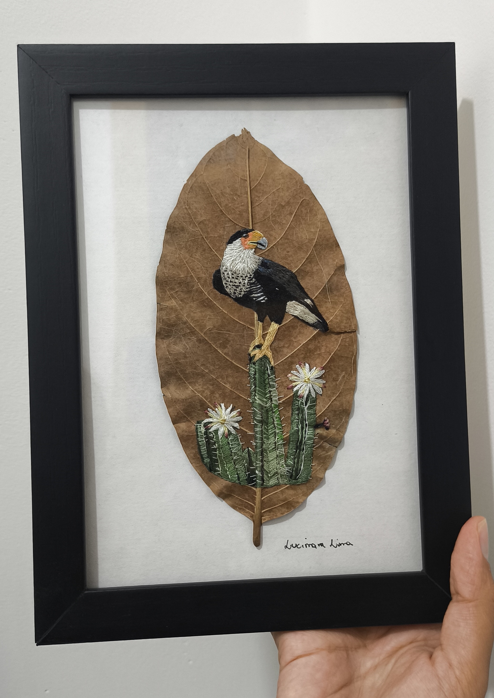 Carcará no mandacaru