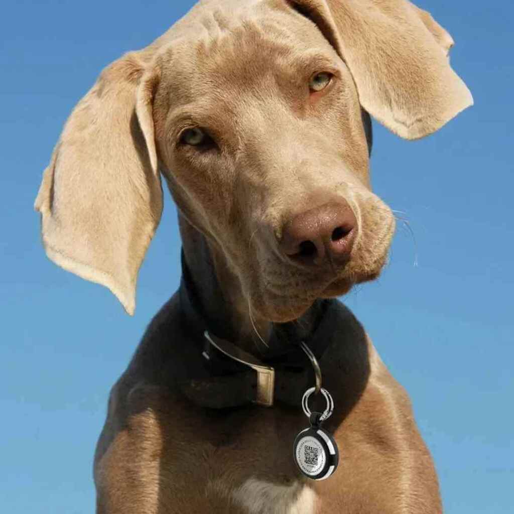 Tag de Identifica&ccedil;&atilde;o Finder PetZen