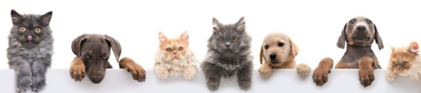 Perros y gatos felices de la familia ROKET