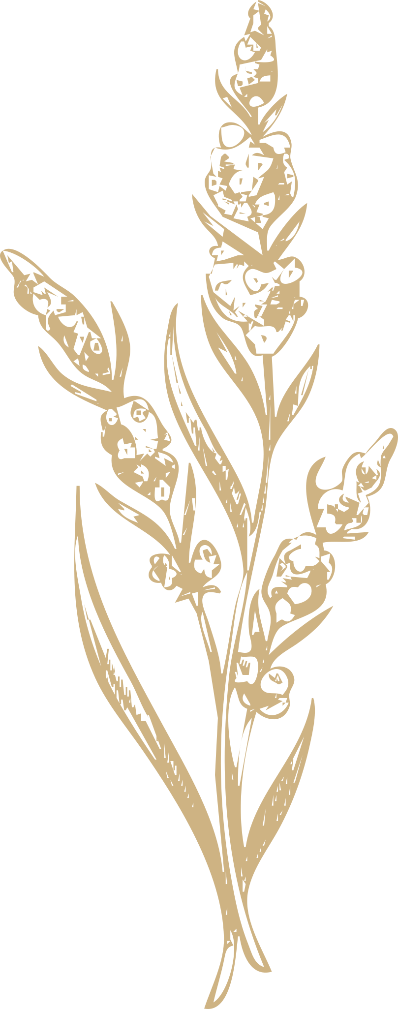 Lavanda.png