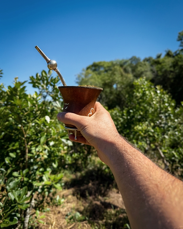 Yerbal orgánico en Misiones