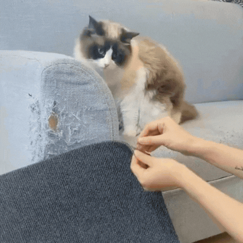 Gato arranhando o protetor antiarranhões