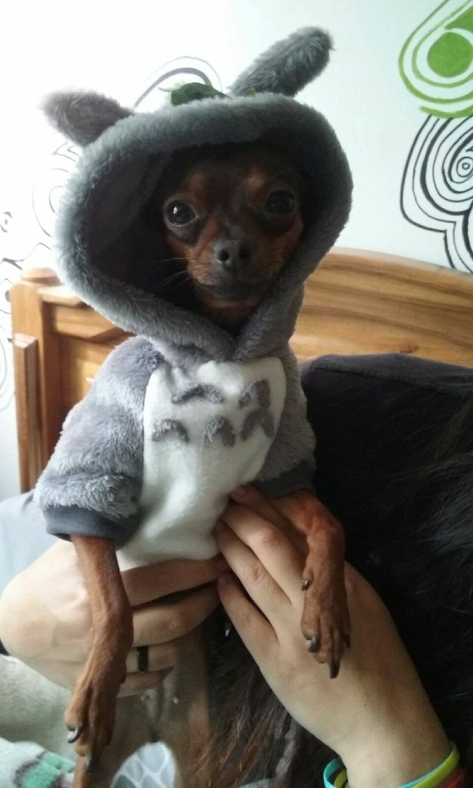 Disfraz totoro para perro pequeño