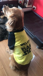 Perro con camiseta Star wars