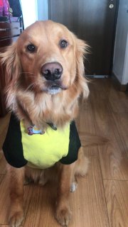 Perro golden con camiseta Star wars