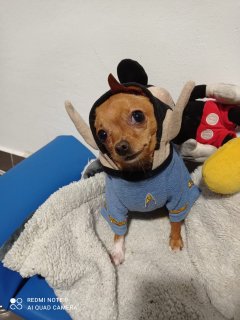 Pincher disfrazado de Mr. Spock