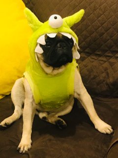Pug disfrazado de Mr. Spock Disfraz