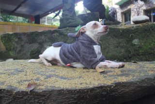 Perro peque&ntilde;o disfrazado de totoro