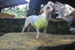 Cria perros camiseta