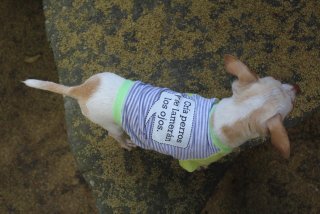 Cr&iacute;a perros y te lamer&aacute;n los ojos Camiseta para perro