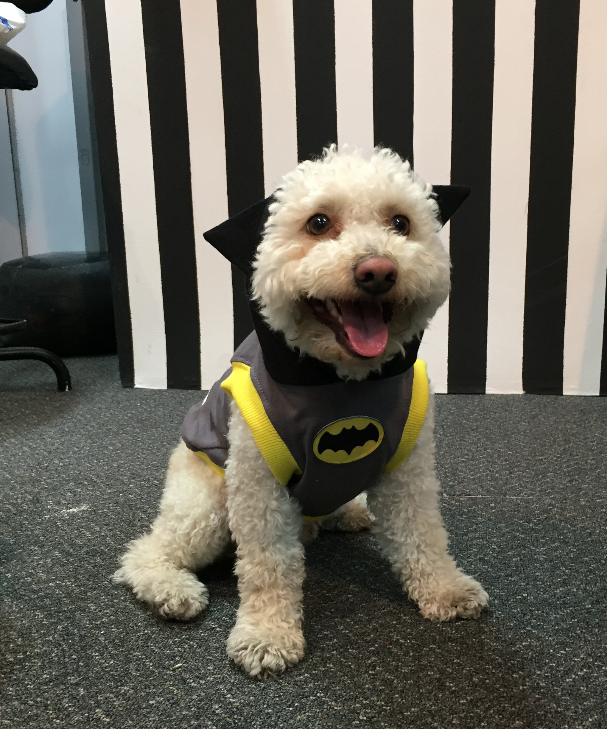 Perro poodle disfraz Batman
