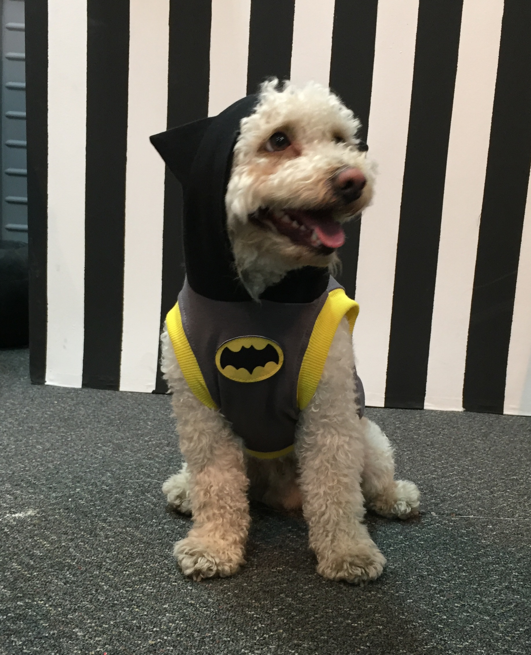 Perro disfrazado de Batman