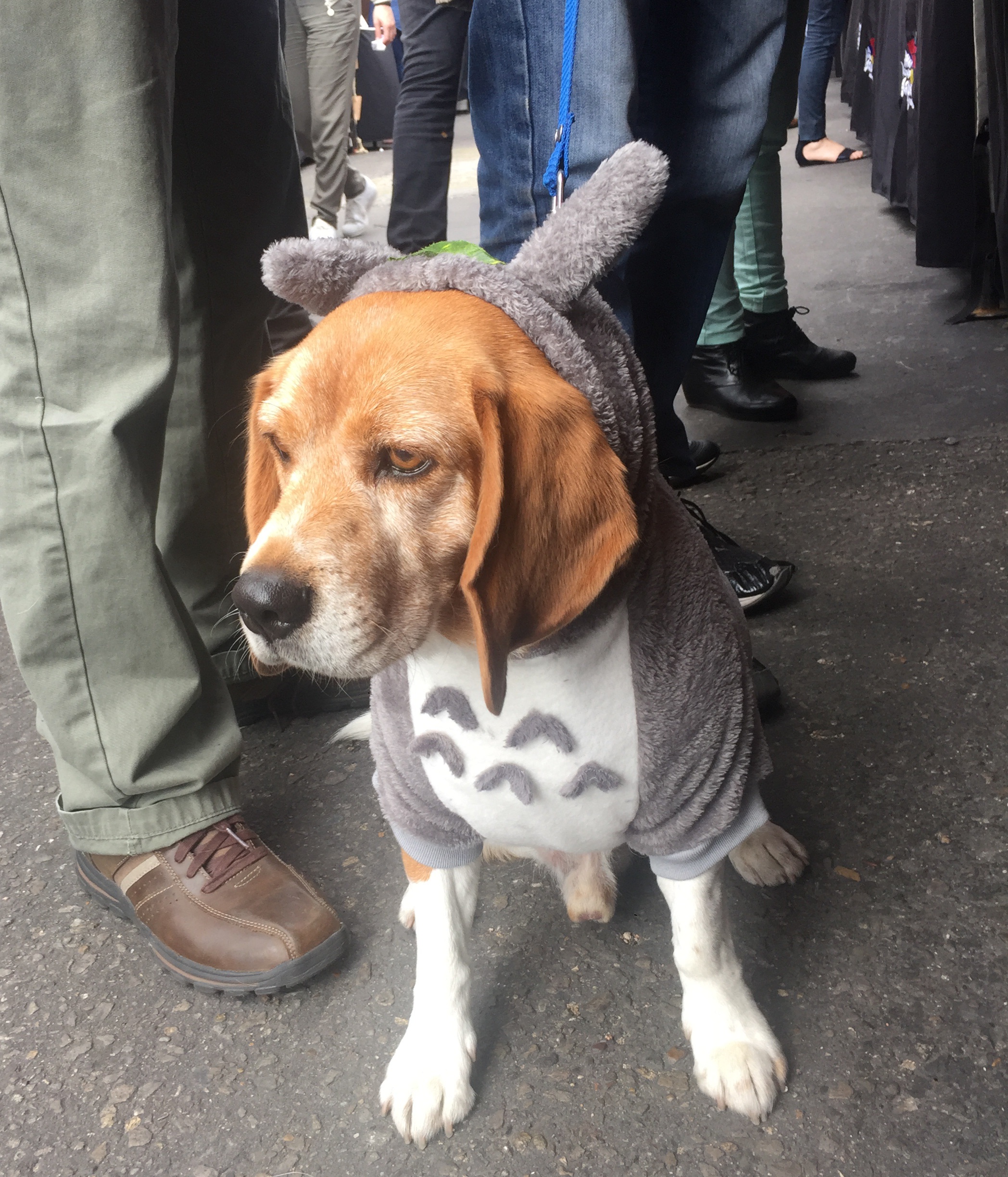 Beagle Totoro disfraz