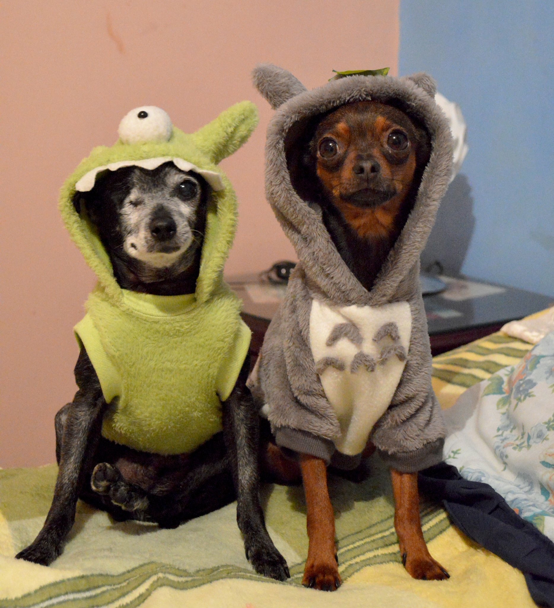 totoro y monstruo perrunos