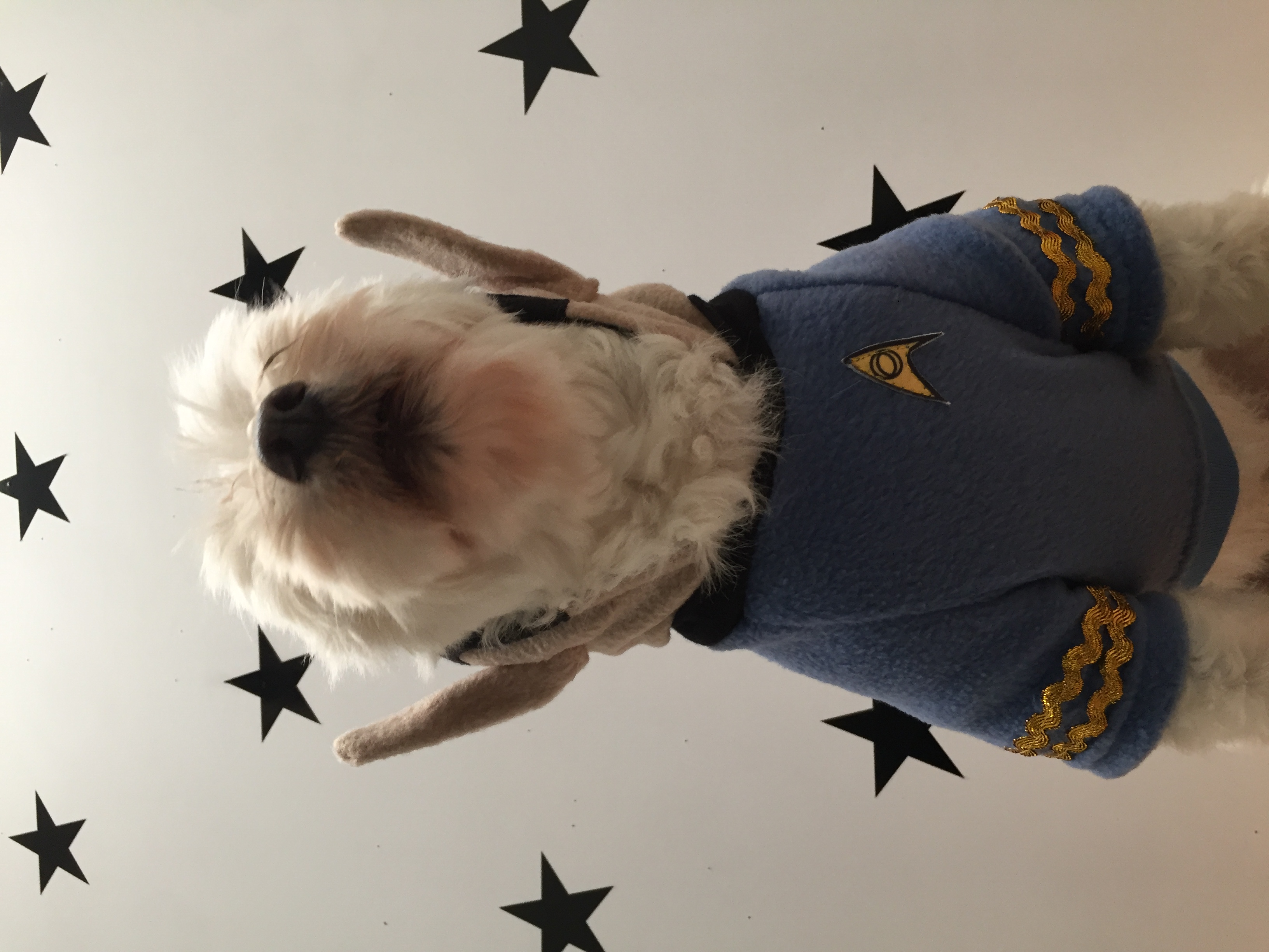 Perrito disfraz Mr. Spock