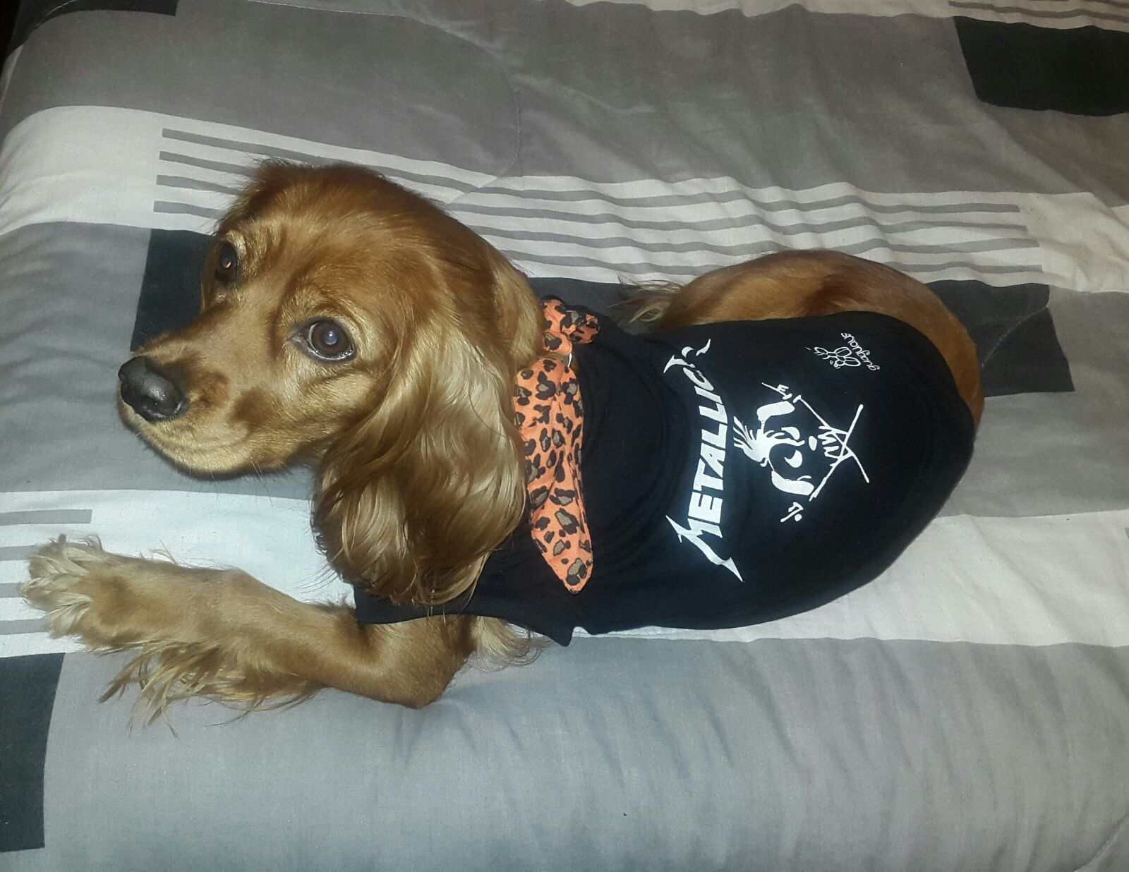 Perro camiseta metallica