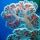 Coral Reef