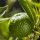 Chinotto