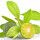 Calamondin