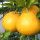 Laranja de Hassaku