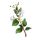 Lemon Myrtle