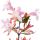 Abelia