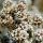 Agonis
