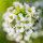 Alyssum