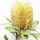 Banksia Australiana