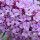 Buddleia
