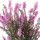 Calluna
