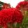Celosia