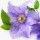 Clematis