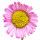 Erigeron (Fleabane)
