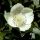 Eucryphia lucida