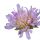Field scabious