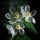 Flor Esqueleto