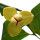 Flor Lamduan