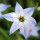 Flor da Estrela
