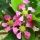 Flor de Acerola