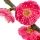 Flor de Ameixa
