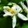 Flor de Bergamota