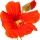 Flor de Chagas