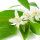 Flor de Chinotto