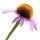 Flor-de-Cone